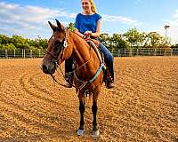 youth-quarter-horse