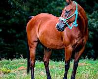 bay-quarter-horse-gelding