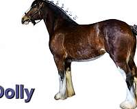 tobiano-paint-horse