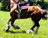 bay-tobiano-paint-horse
