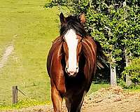 clydesdale-horse
