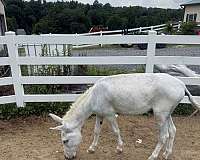 donkey-colt