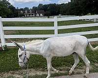 white-donkey-spotted-donkey