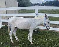 white-donkey-spotted