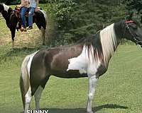 buy-now-spotted-saddle-horse