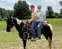 carts-spotted-saddle-horse