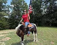 choice-spotted-saddle-horse