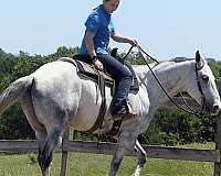 beginner-quarter-horse
