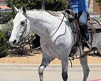 kid-safe-quarter-horse
