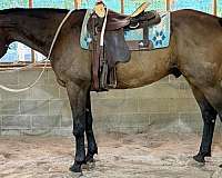 family-standardbred-horse