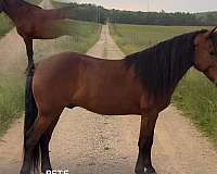 cattle-kentucky-mountain-horse