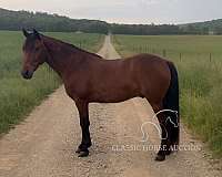 finished-head-horse-kentucky-mountain