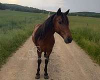 gather-kentucky-mountain-horse