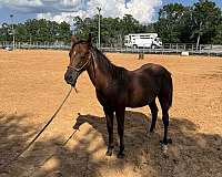 bay-performance-stallion-horse