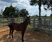 performance-stallion-yearling