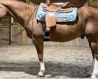pleasure-quarter-horse