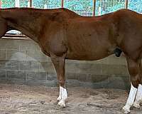 trail-quarter-horse