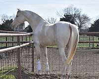 perlino-perlinopinto-horse