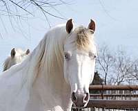 perlino-saddlebred-stallion