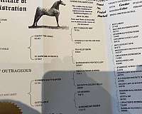 perlino-asha-stallion