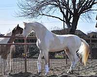 amazing-mover-saddlebred-horse