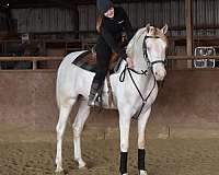 arabians-saddlebred-horse