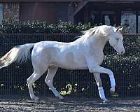 attention-saddlebred-horse