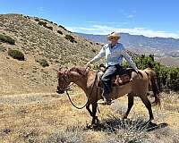 affordable-quarter-horse