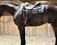 pleasure-warmblood-horse
