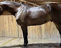 trail-warmblood-horse