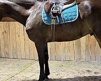 beginner-warmblood-horse