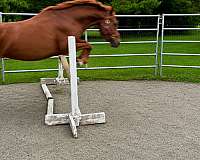 white-isr-pony
