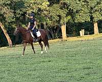 white-isr-mare