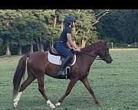 white-oldenburg-pony-mare
