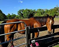 aqha-spotted-gelding