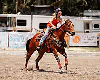 aqha-spotted-mare