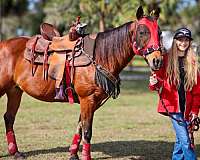 aqha-spotted-foal