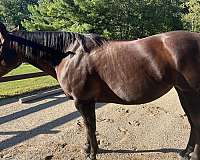 quarter-horse-mare