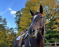 quarter-horse-for-sale
