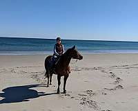 quarter-horse