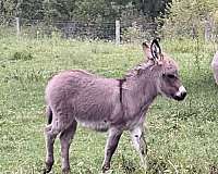 great-family-donkey