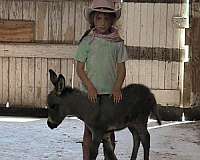 grey-cross-on-back-donkey