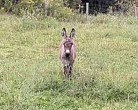 pets-donkey