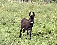 baby-girl-donkey