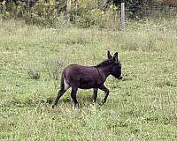 loves-kids-donkey