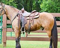 all-around-gypsy-vanner-horse