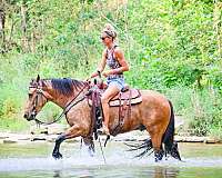 beginner-gypsy-vanner-horse
