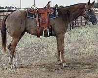 appaloosa-gelding