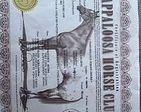 appaloosa-horse