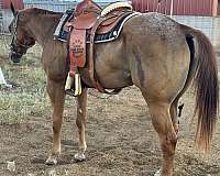 appaloosa-horse-for-sale